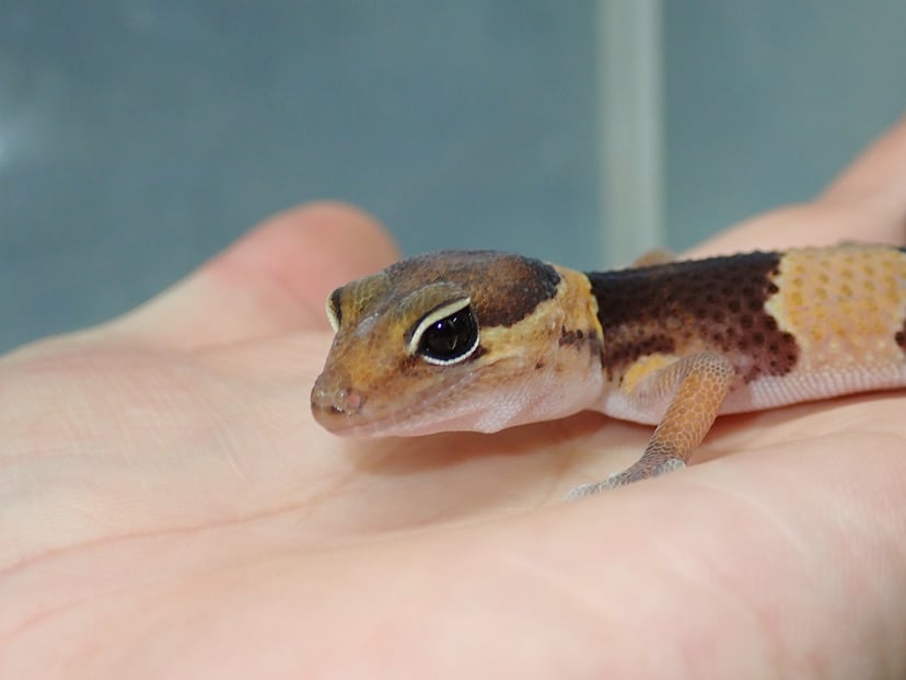 ニシアフリカトカゲモドキ