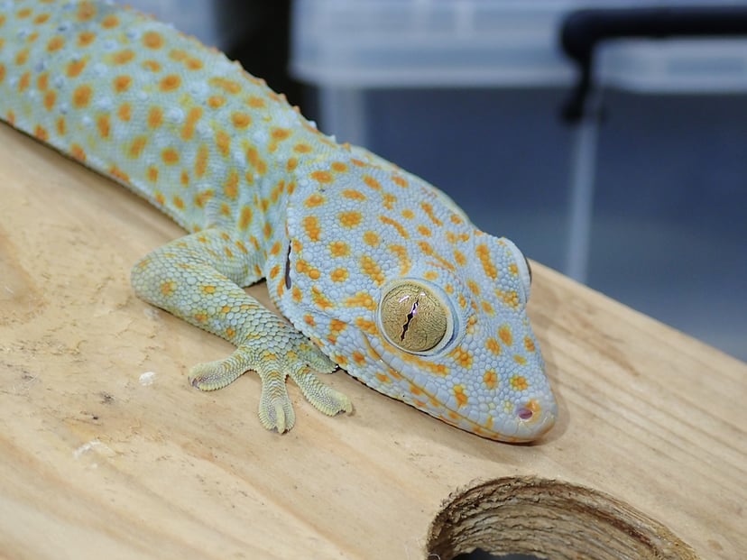 トッケイヤモリ