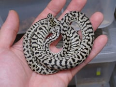 アザンティックゼブラジャガー