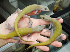 バナナヤモリ
