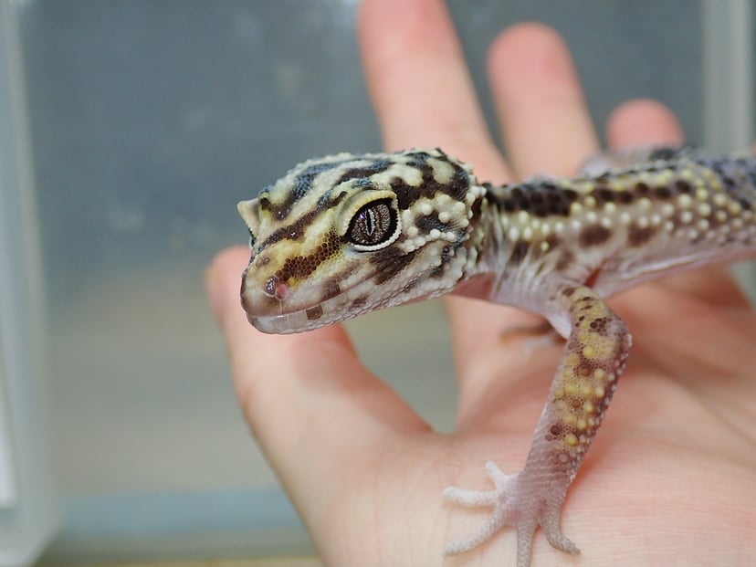 ケルマンシャー