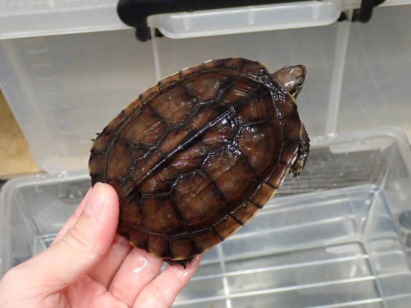 タイリクミナミイシガメ