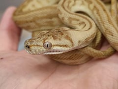 ハイポゼブラジャガー