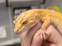 サイクスエメリントレンパーアルビノ