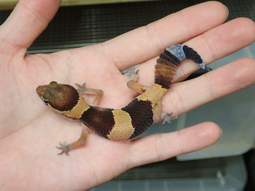 ニシアフリカトカゲモドキ