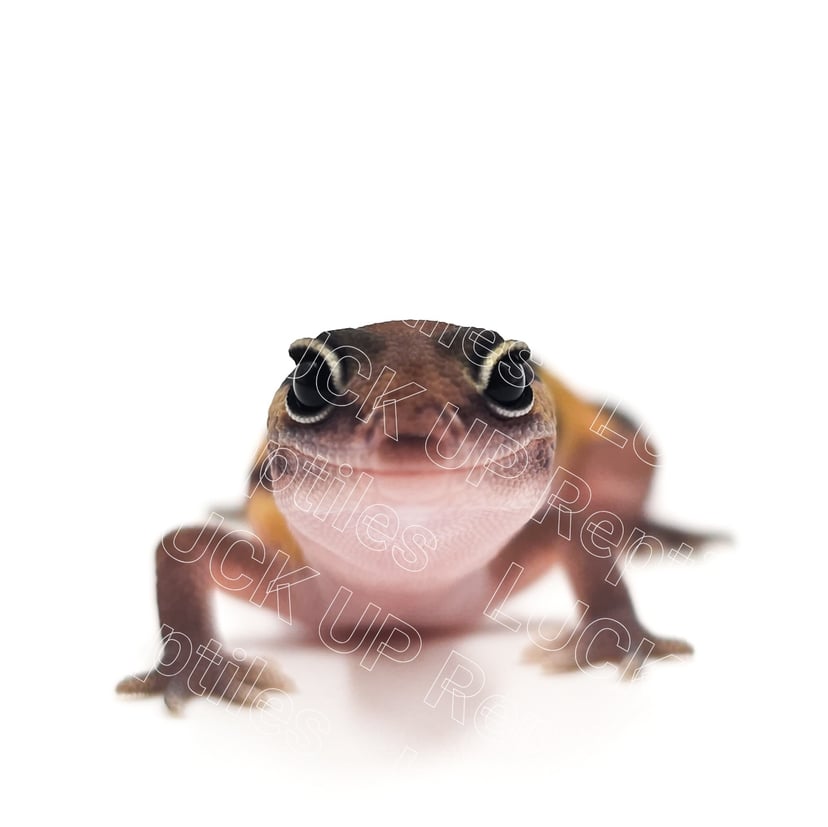 ノーマルphパティ
