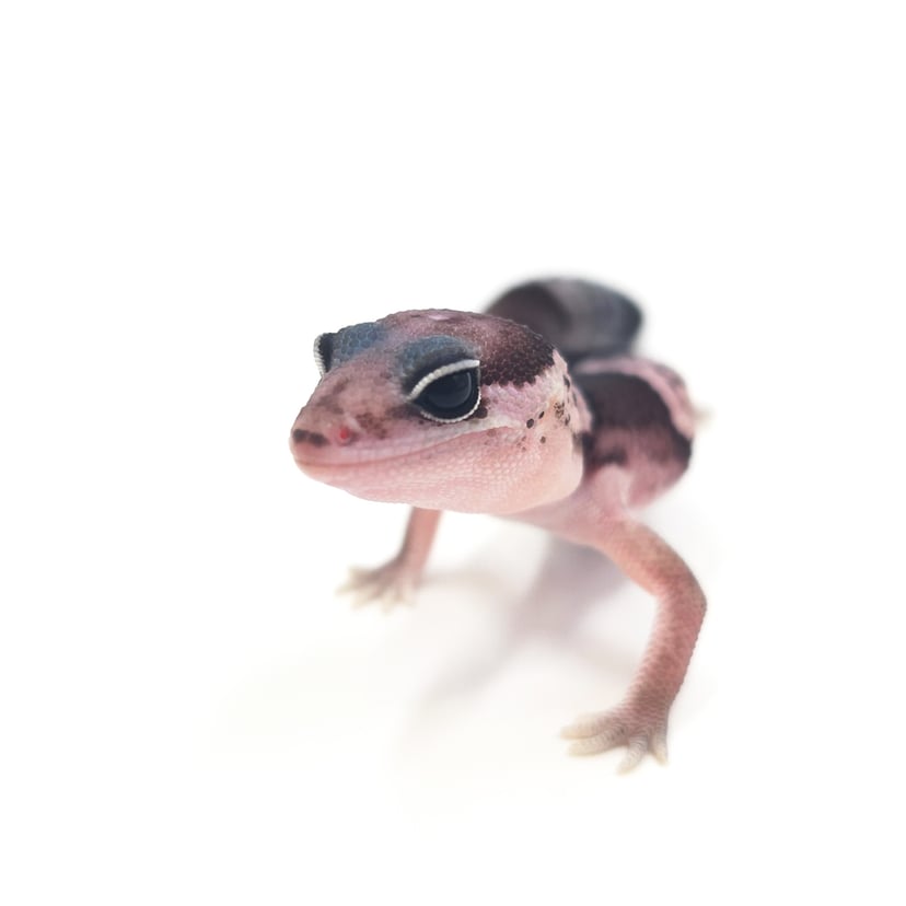 オレオ