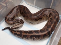 ブラッドパイソン