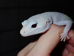 ディアブロブランコ