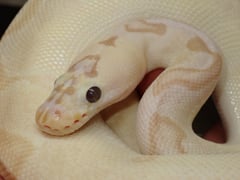 バナナパステルエンチクラウン
