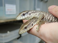 サバンナモニター