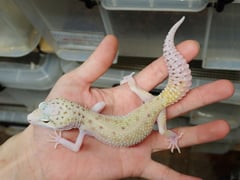 エクリプス