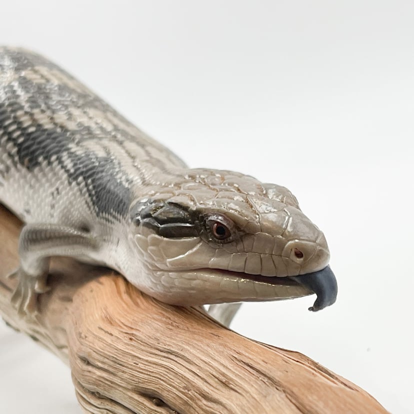 アオジタトカゲ