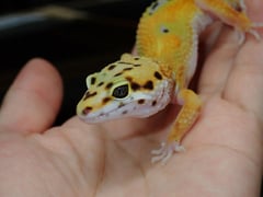サイクスエメリン