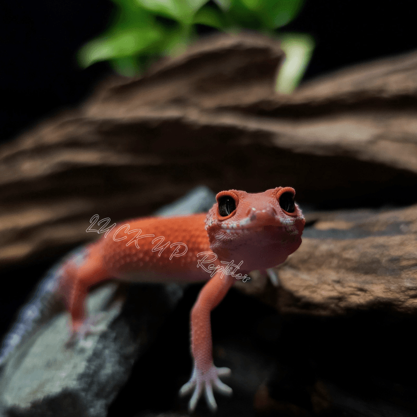マンダリン
