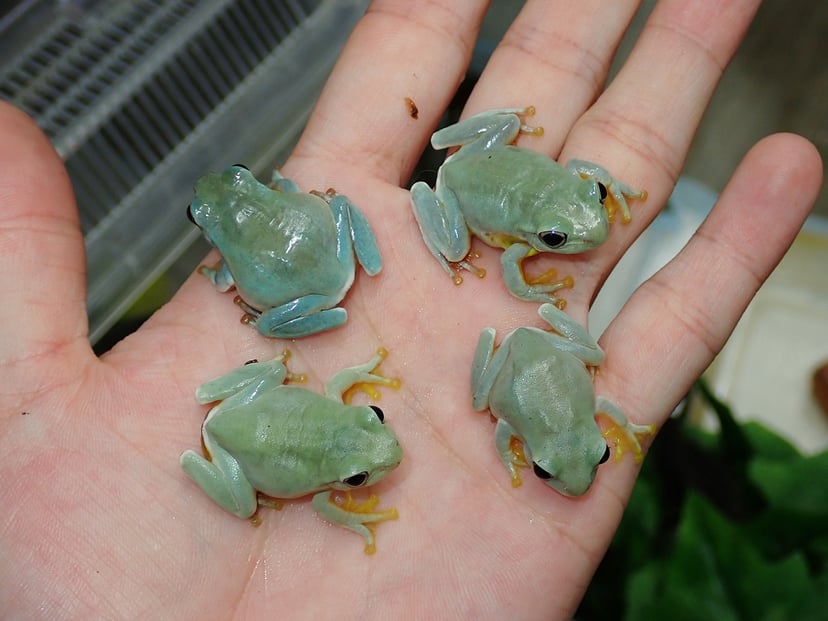 アオガエル