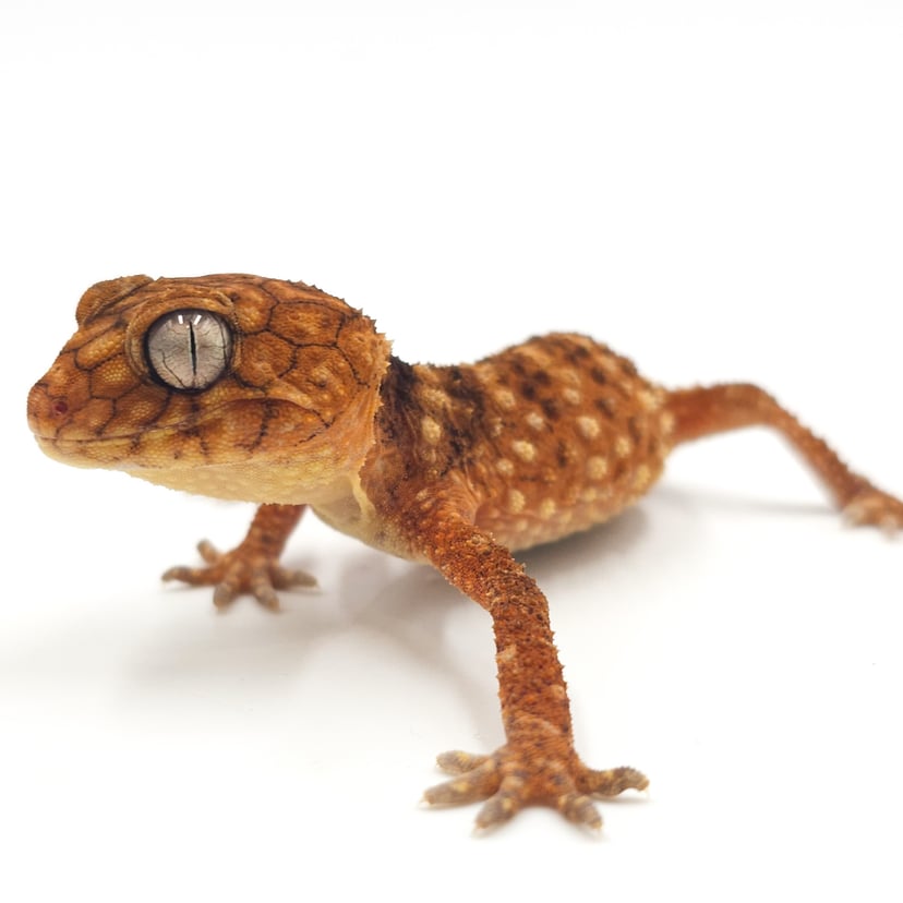 オニタマオヤモリ