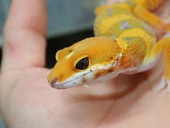 サイクスサンバーストタンジェリン