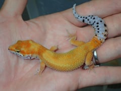 サイクスエメリンエニグマ