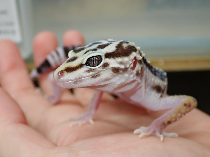 ケルマンシャー