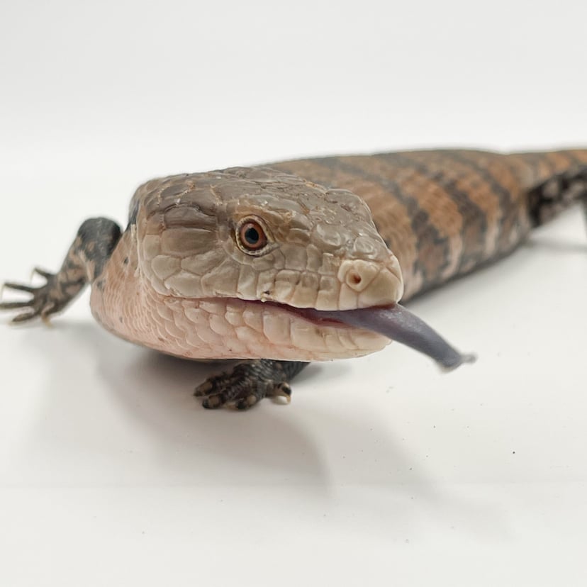 アオジタトカゲ