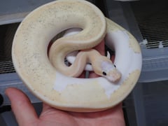 シャンパンバニラクリーム・エクストリームリンガー