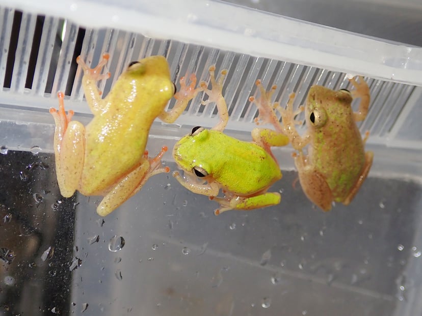 クサガエル