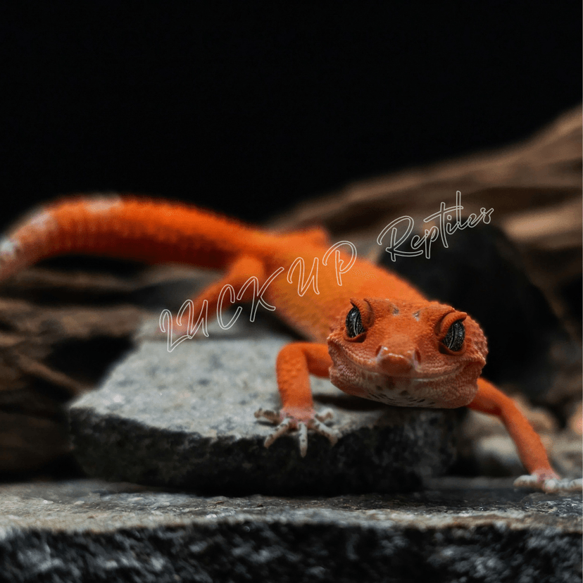 マンダリン