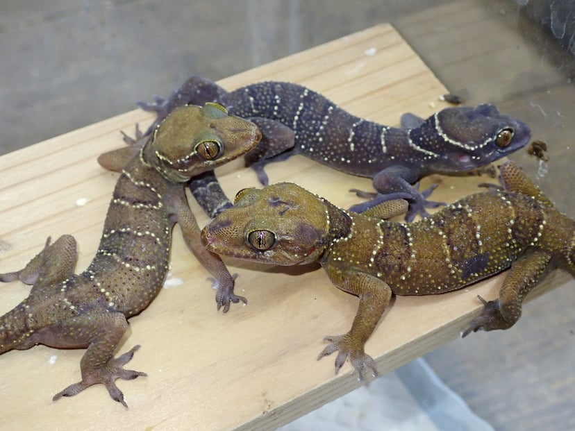 ヒロオビナキヤモリ