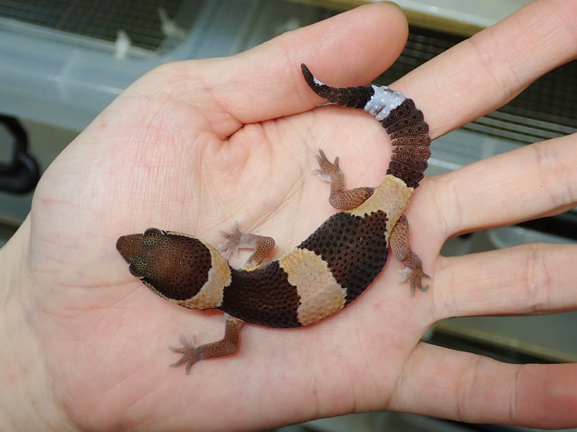 ニシアフリカトカゲモドキ