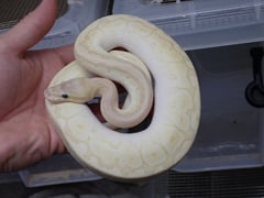 クリスタルブラスト