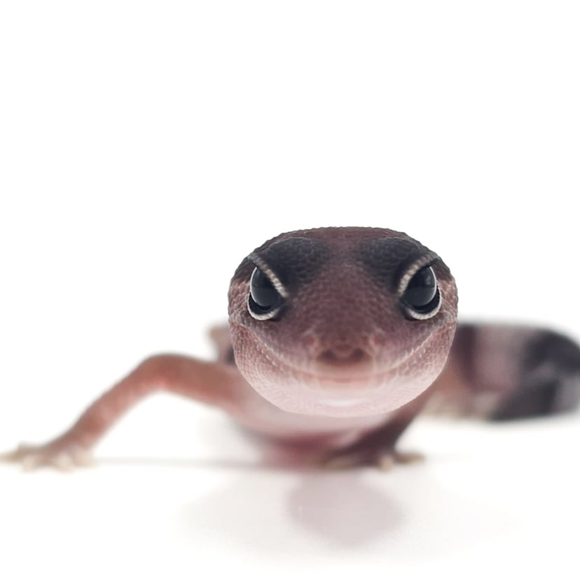 オレオ