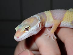 ゴジラジャイアントトレンパーアルビノ