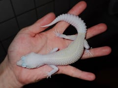 ディアブロブランコ