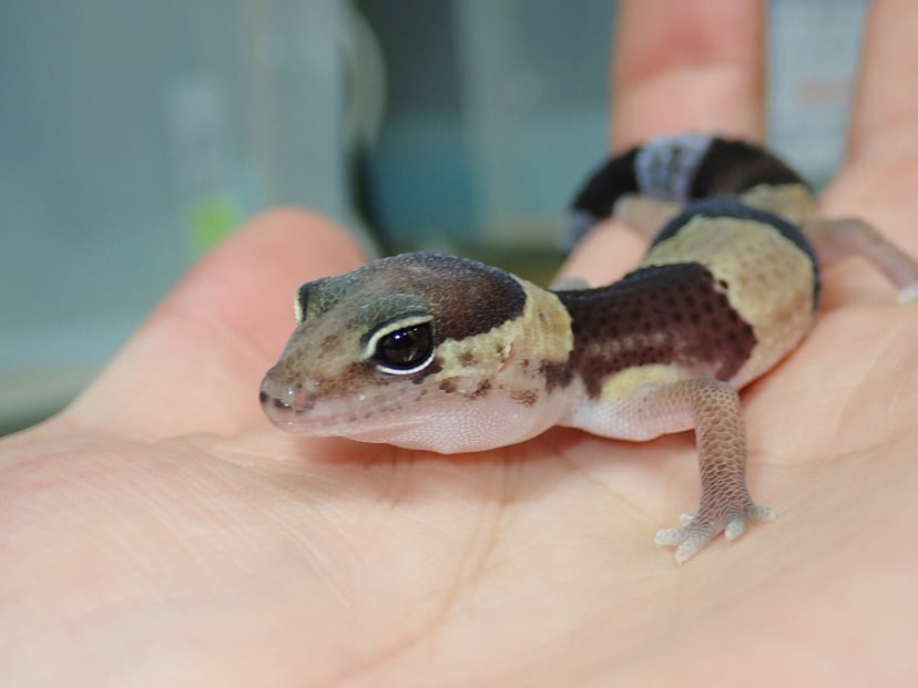 ニシアフリカトカゲモドキ