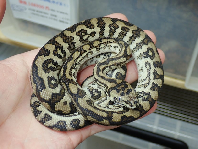 ジャガー