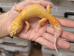 サイクスエメリントレンパーアルビノ
