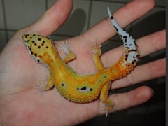サイクスエメリン