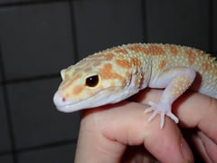 ゴジラジャイアントラプター