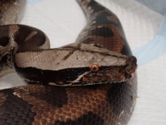 ブラッドパイソン