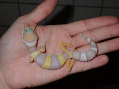 ゴジラジャイアントトレンパーアルビノ