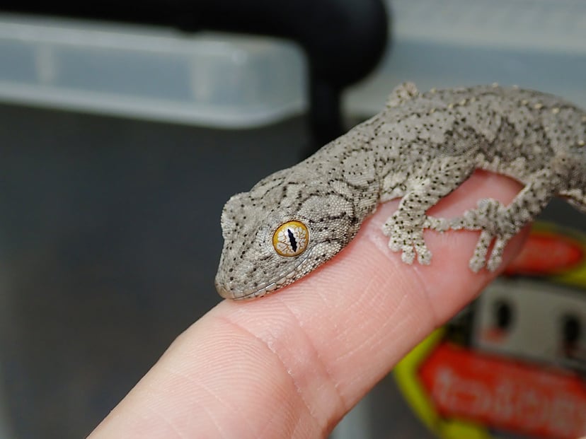 ウィリアムスイシヤモリ