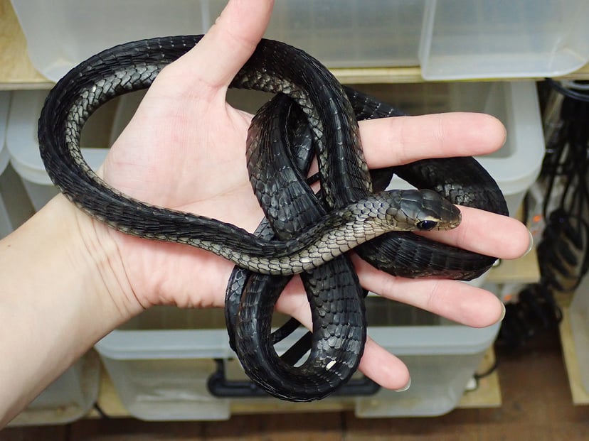 ニシアフリカクロキヘビ
