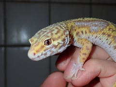 ベルアルビノマックスノージャングル