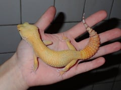ベルアルビノサングロー