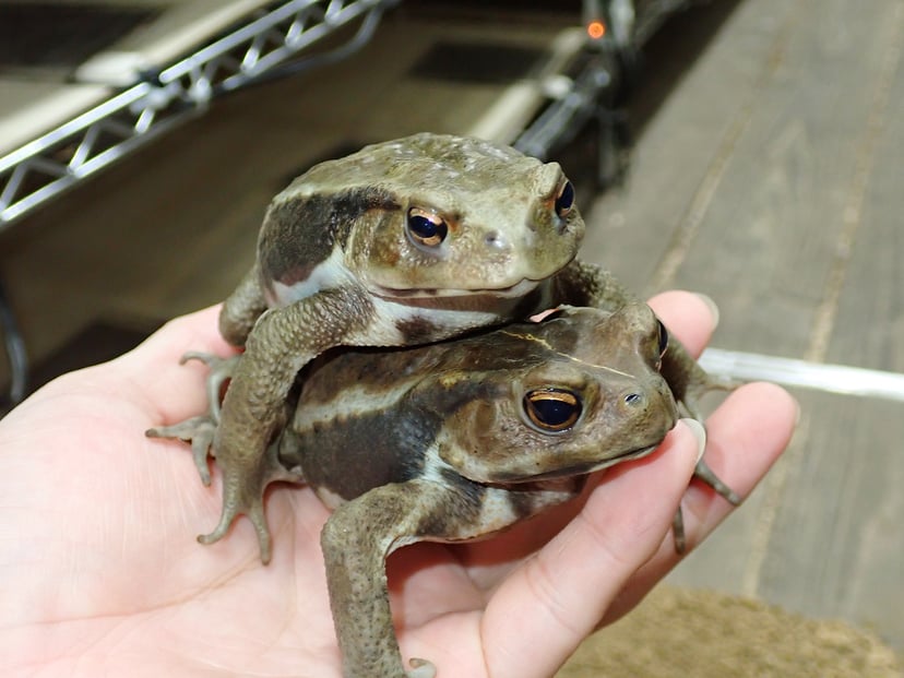ヒキガエル
