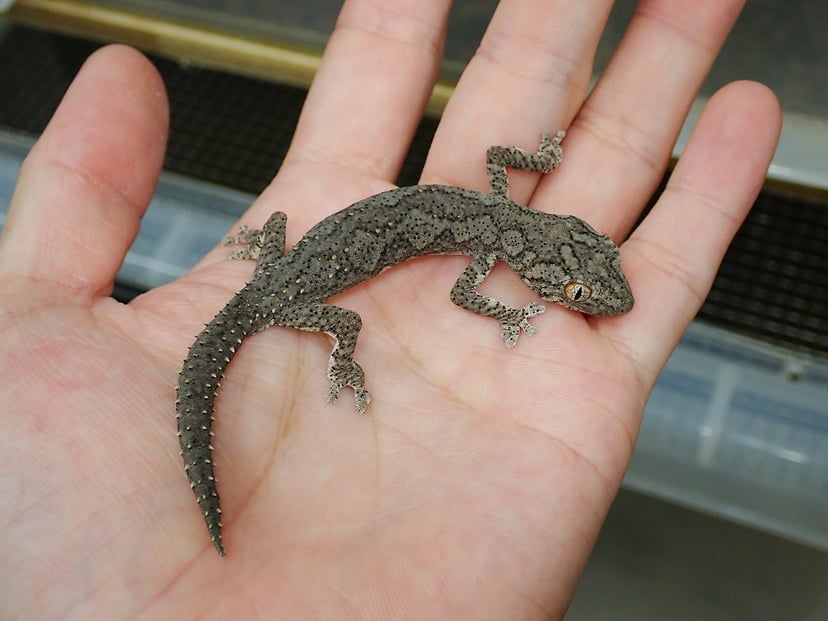 ウィリアムスイシヤモリ