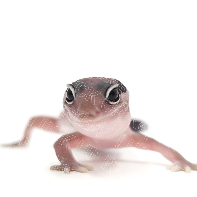 オレオ