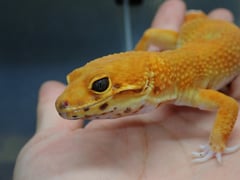 エレクトリックインフェエルノタンジェリン