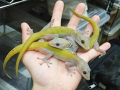 バナナヤモリ